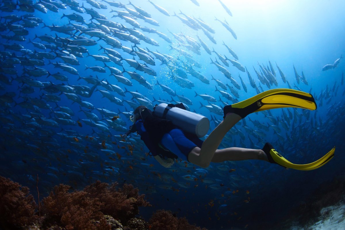 Scuba Diving - Collection Scuba Diving - Collection
